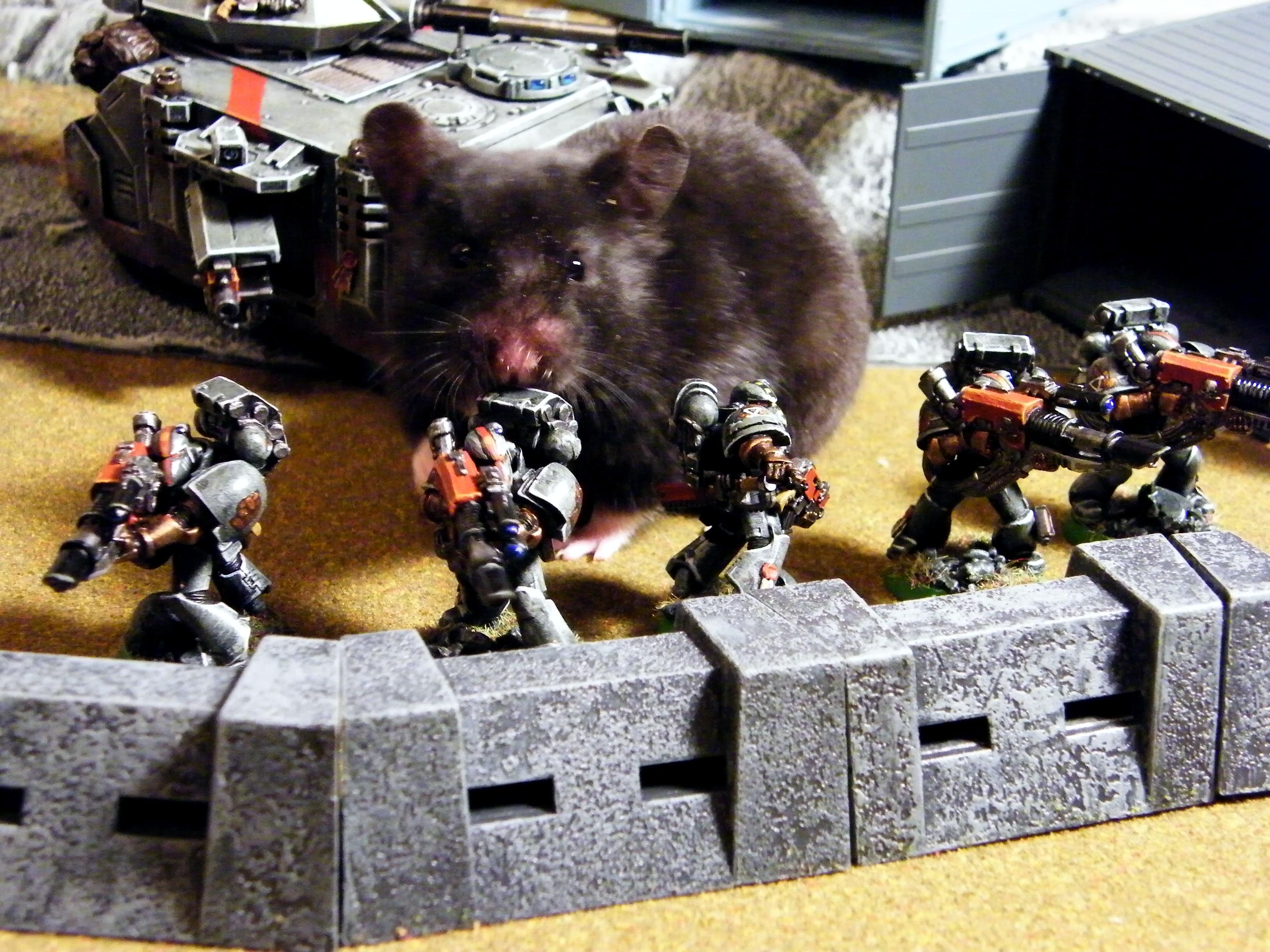 Hamster Space Marines Warhamster Gallery Dakkadakka